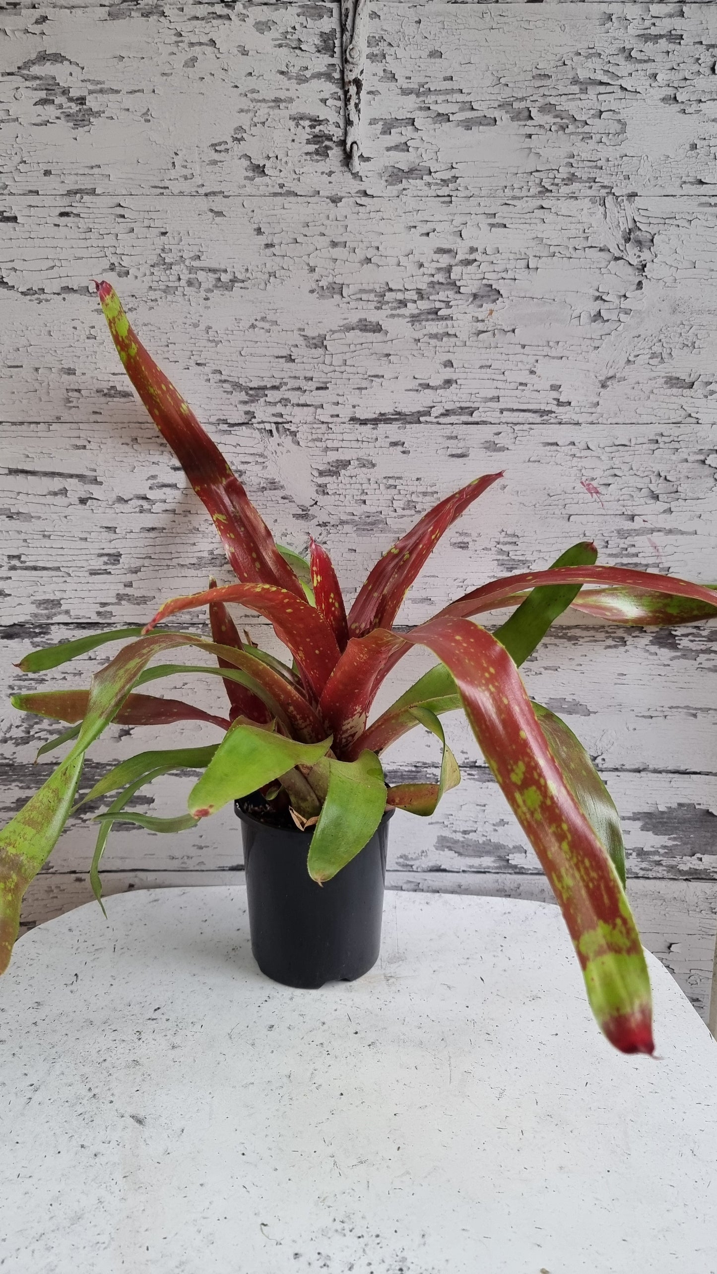 Neoregelia hybrid 'Gazpacho' - Bromeliad