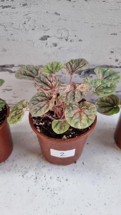 Peperomia caperata 'Pink Lady'