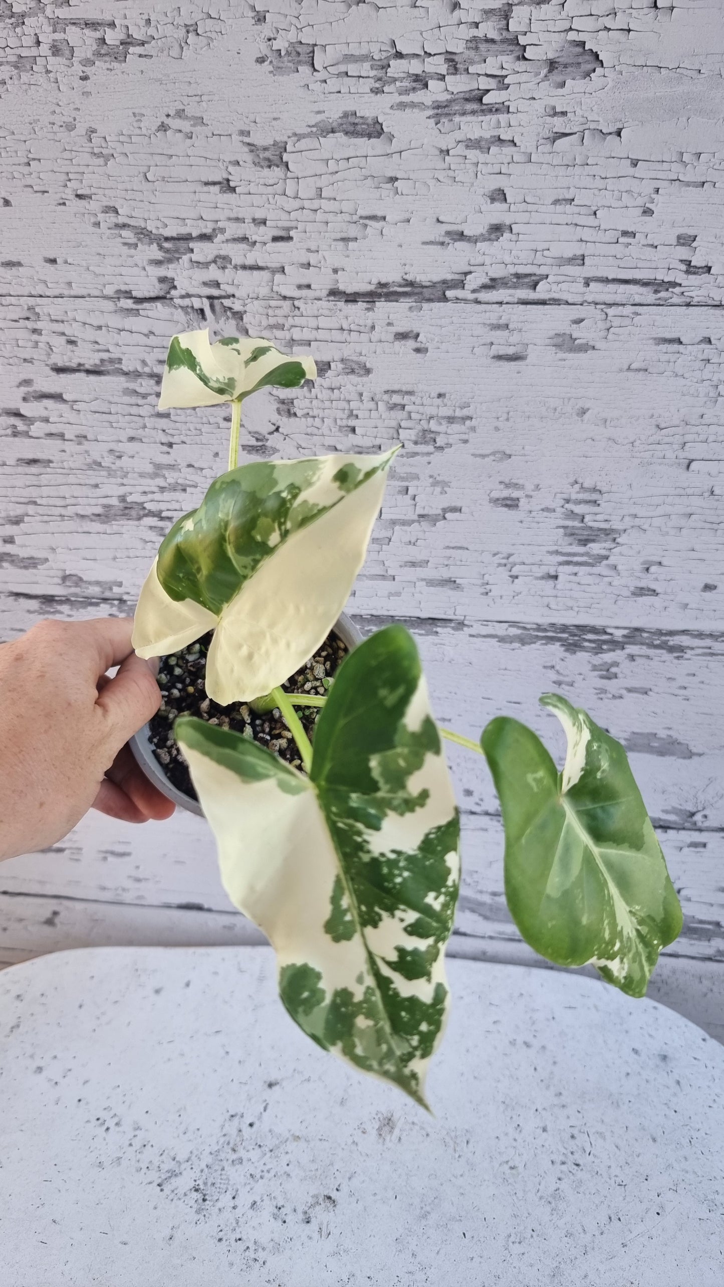 Alocasia Macrorriza variegata - 雜色象耳