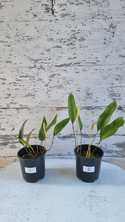 Pyrrosia lingua - Japanese Felt Fern