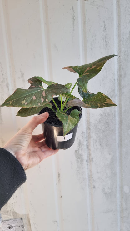 Syngonium podophyllum 'Red Spot' - Arrowhead Plant