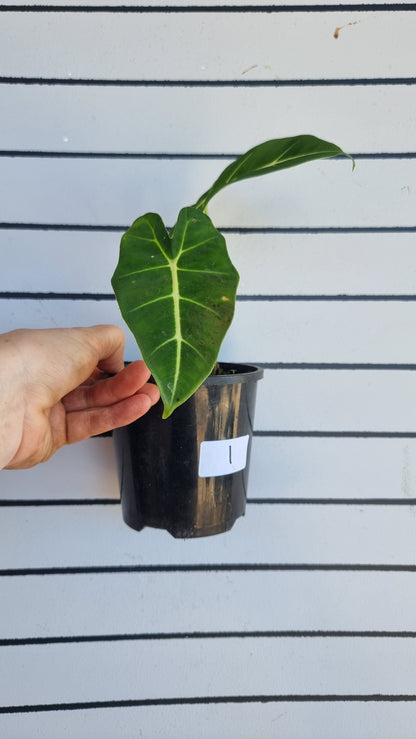 Alocasia micholitziana - Green Velvet