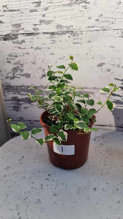 Ficus pumila ‘Ice Caps’ - Variegated Creeping Fig