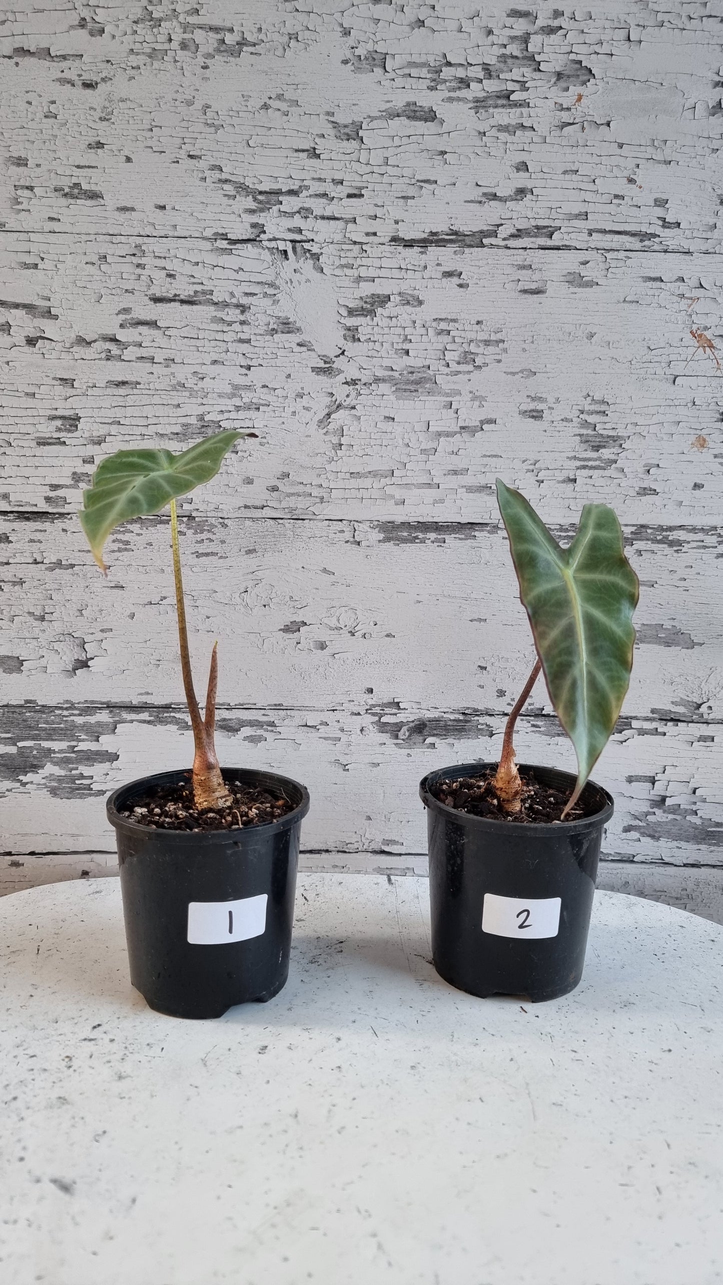 Alocasia longiloba 'Denudata' purple - Non TC