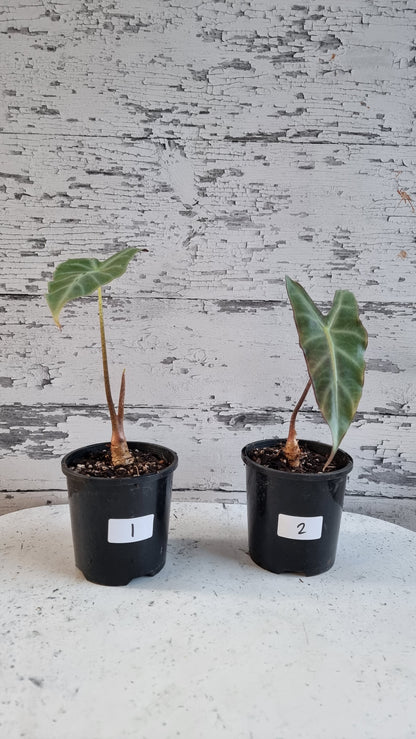 Alocasia longiloba 'Denudata' purple - Non TC