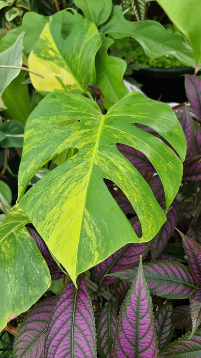 Monstera deliciosa 'Aurea' - Yellow Variegated Fruit Salad Plant