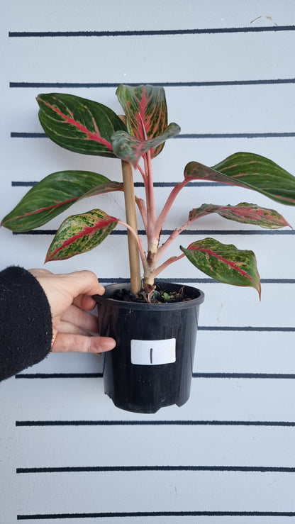 Aglaonema 'Ammaj Jareon'