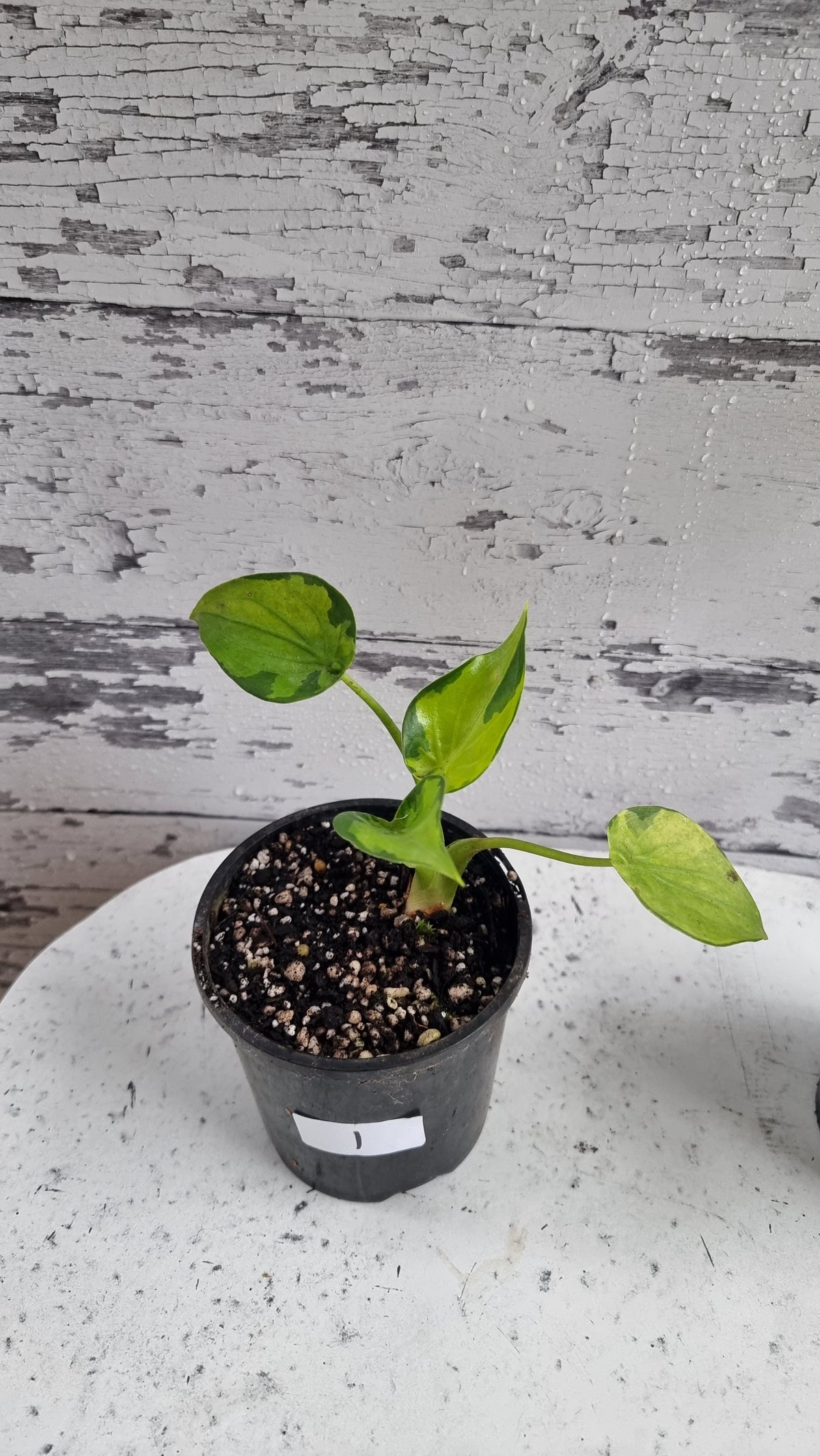 Alocasia cucullata - Aurea variegated/Banana Spilt