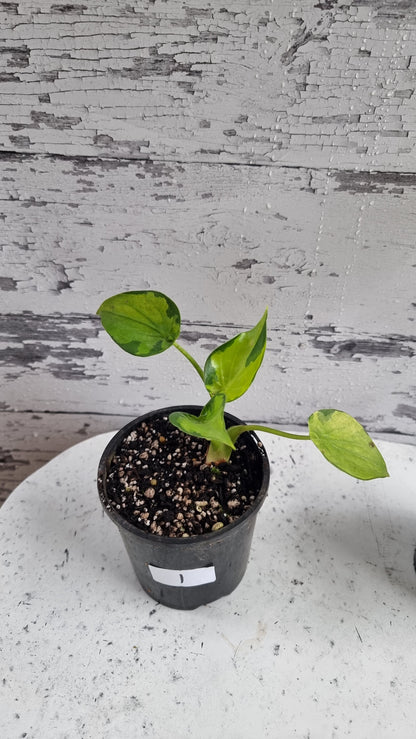 Alocasia cucullata - Aurea variegated/Banana Spilt