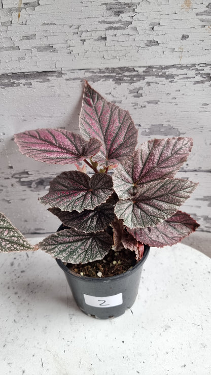 Begonia 'Maurice Amey' - Angel Wing Cane Begonia