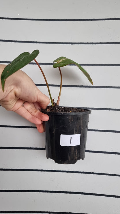 Philodendron gloriosum (Dark Form/White Veins)