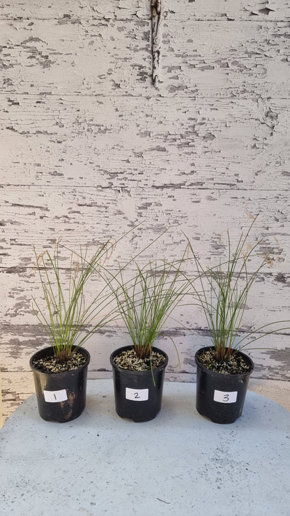 Dendrobium tenellum - Miniature Orchid