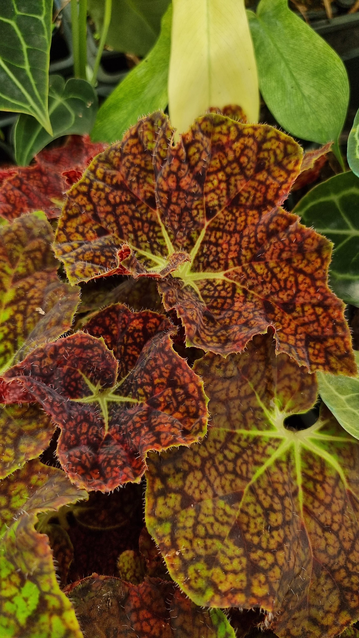 Begonia fuscomaculata var. NOID 'Plum Swirl'