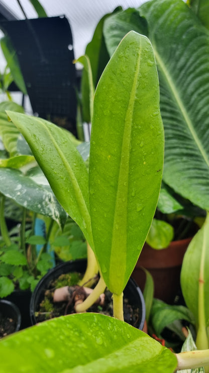 Philodendron crassinervium