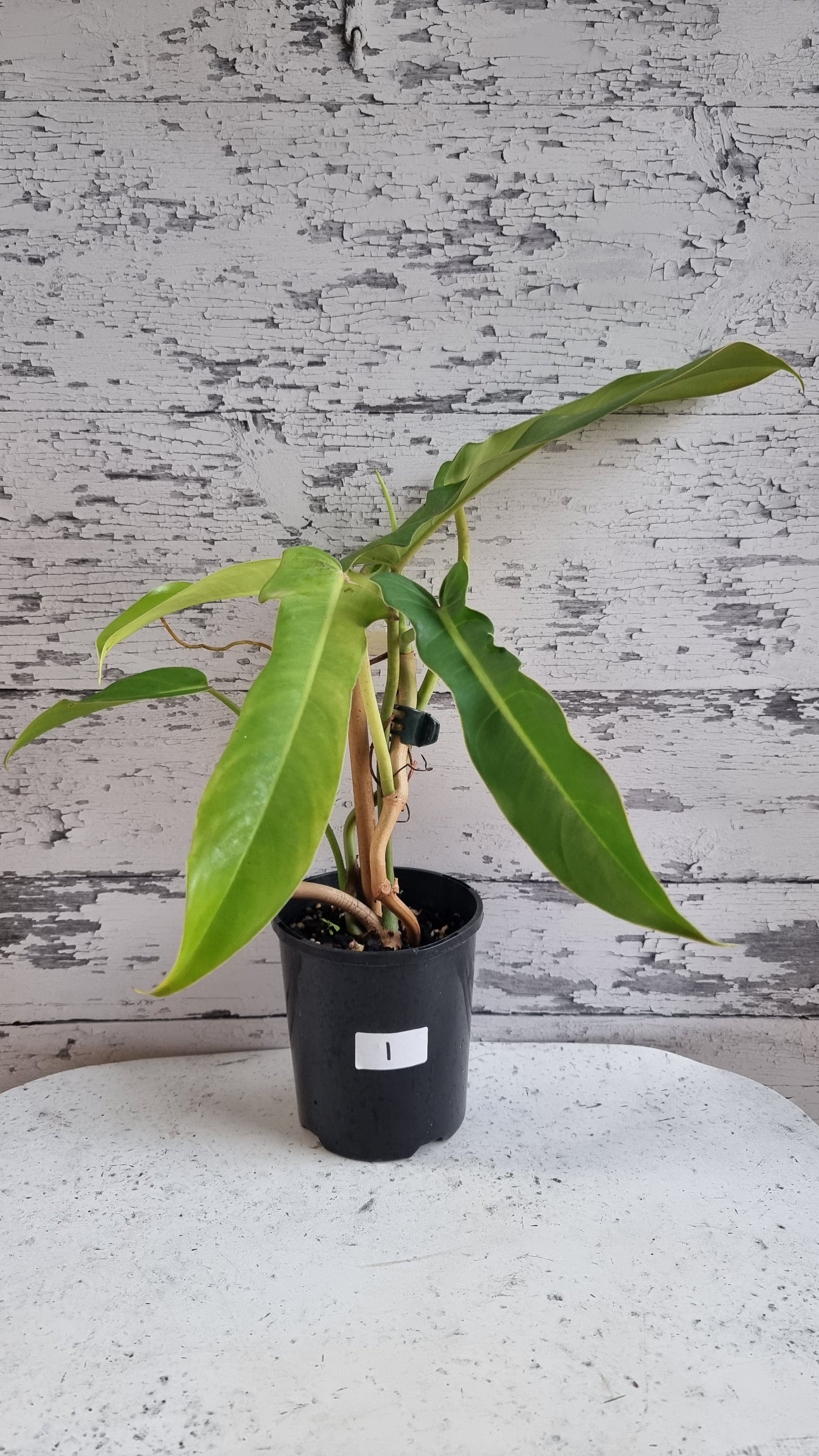 Philodendron bipennifolium - Horse Head Plant