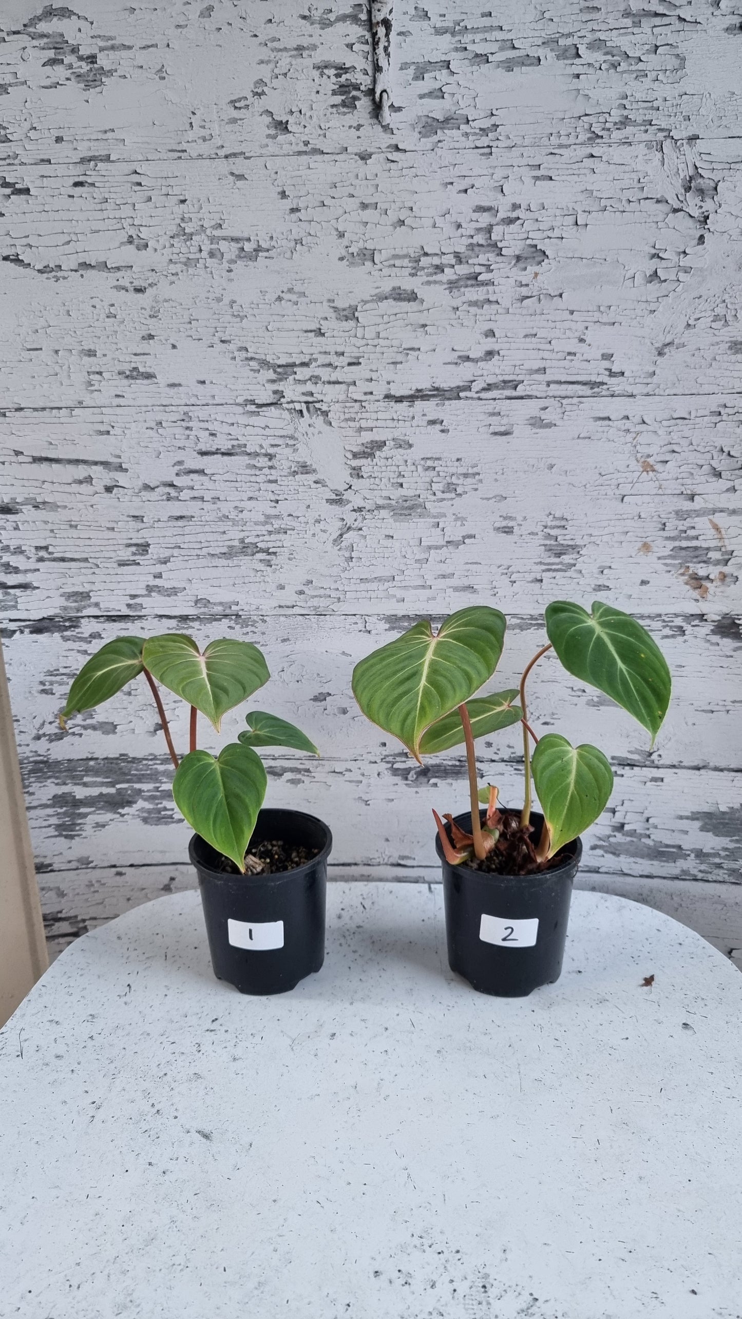 Philodendron gloriosum