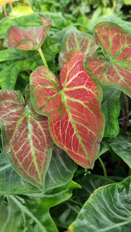 Caladium bicolour 'Jungle Ember'