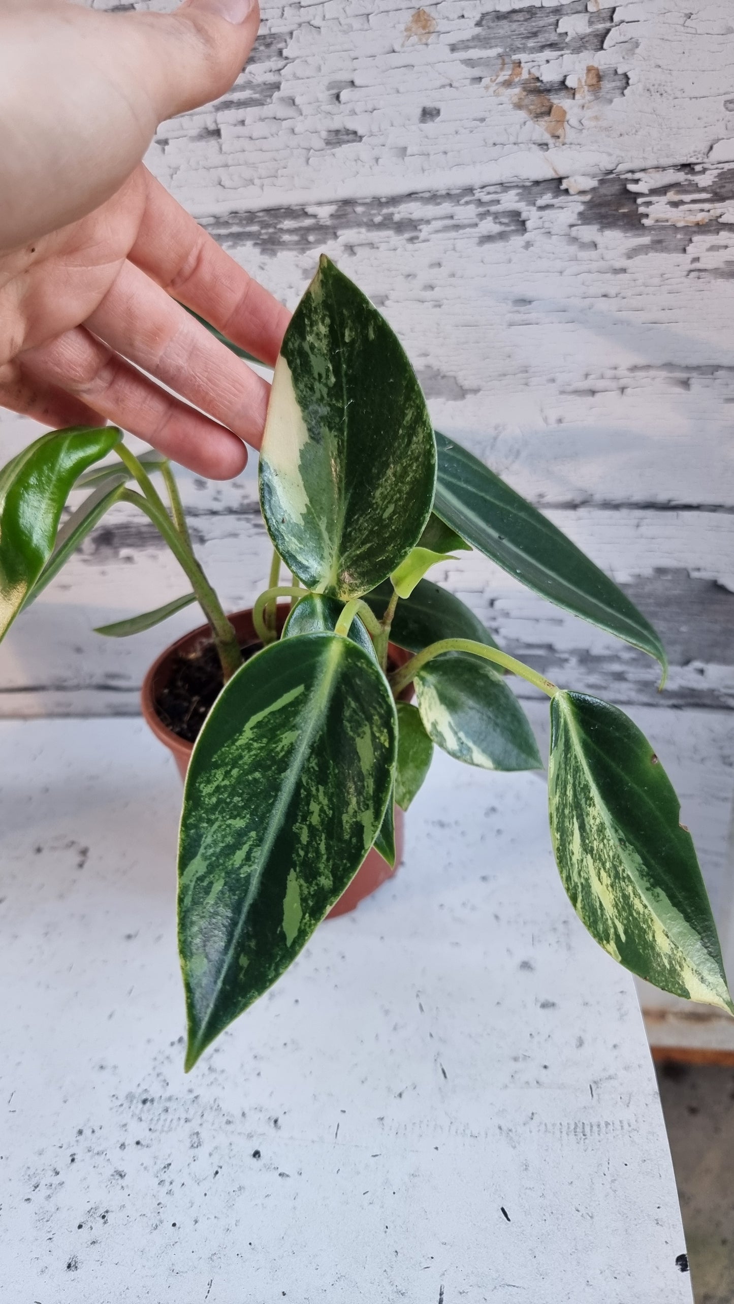 Peperomia maculosa 'Xiang Cao' variegata - Variegated Radiator Plant