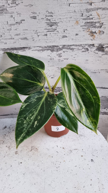 Peperomia maculosa 'Xiang Cao' variegata - Variegated Radiator Plant