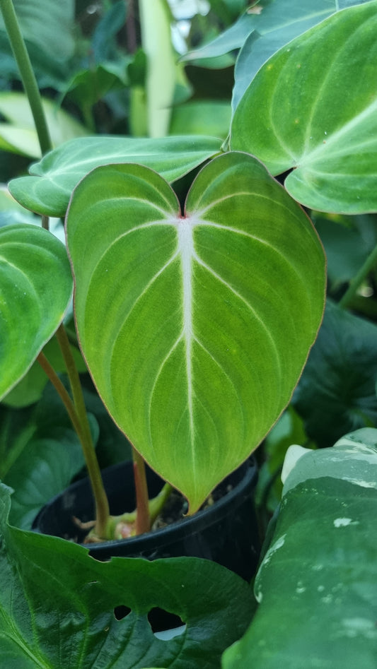 Philodendron gloriosum