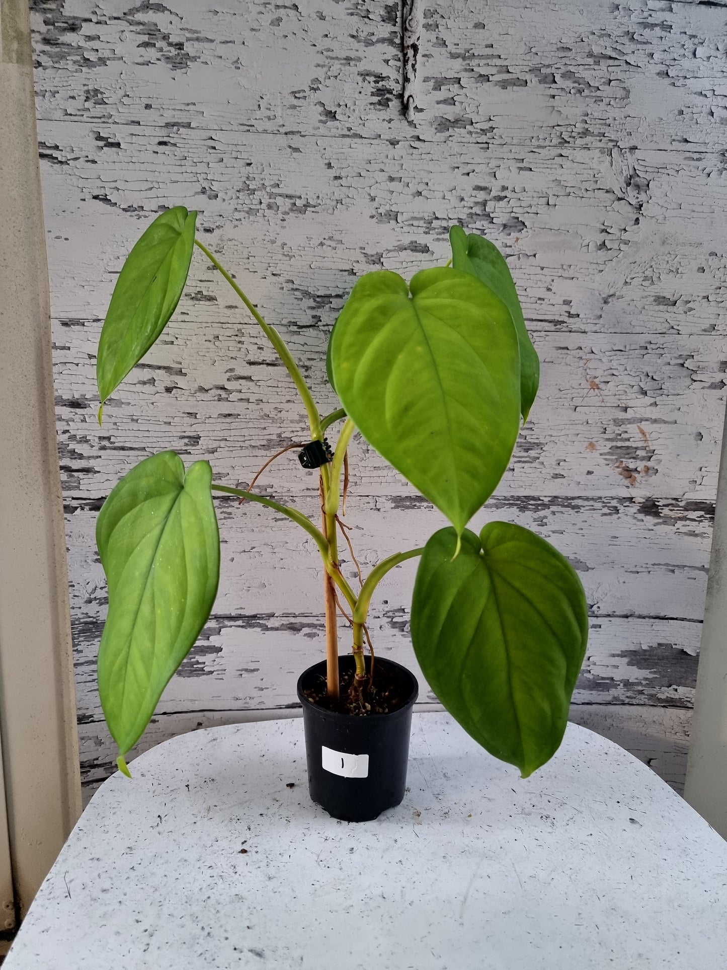 Syngonium chiapense - Arrowhead Plant
