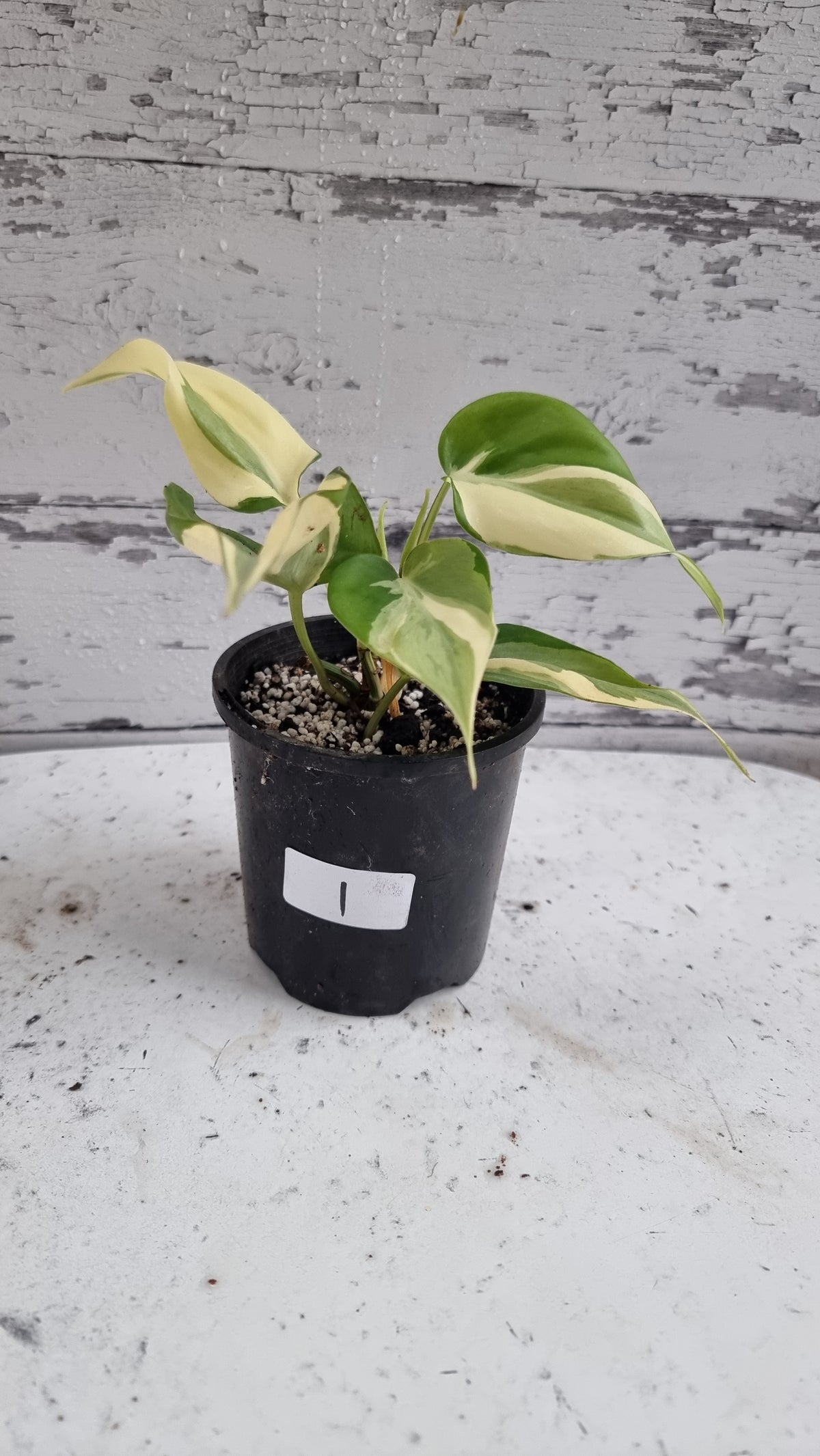 Philodendron hederaceum 'Rio'