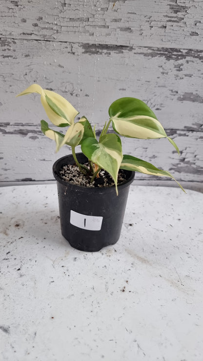 Philodendron hederaceum 'Rio'