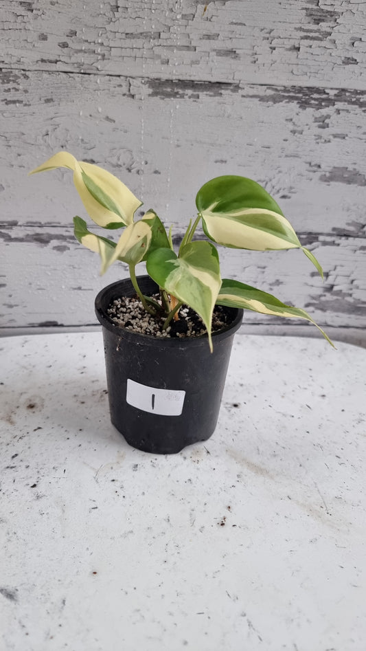 Philodendron hederaceum 'Rio'