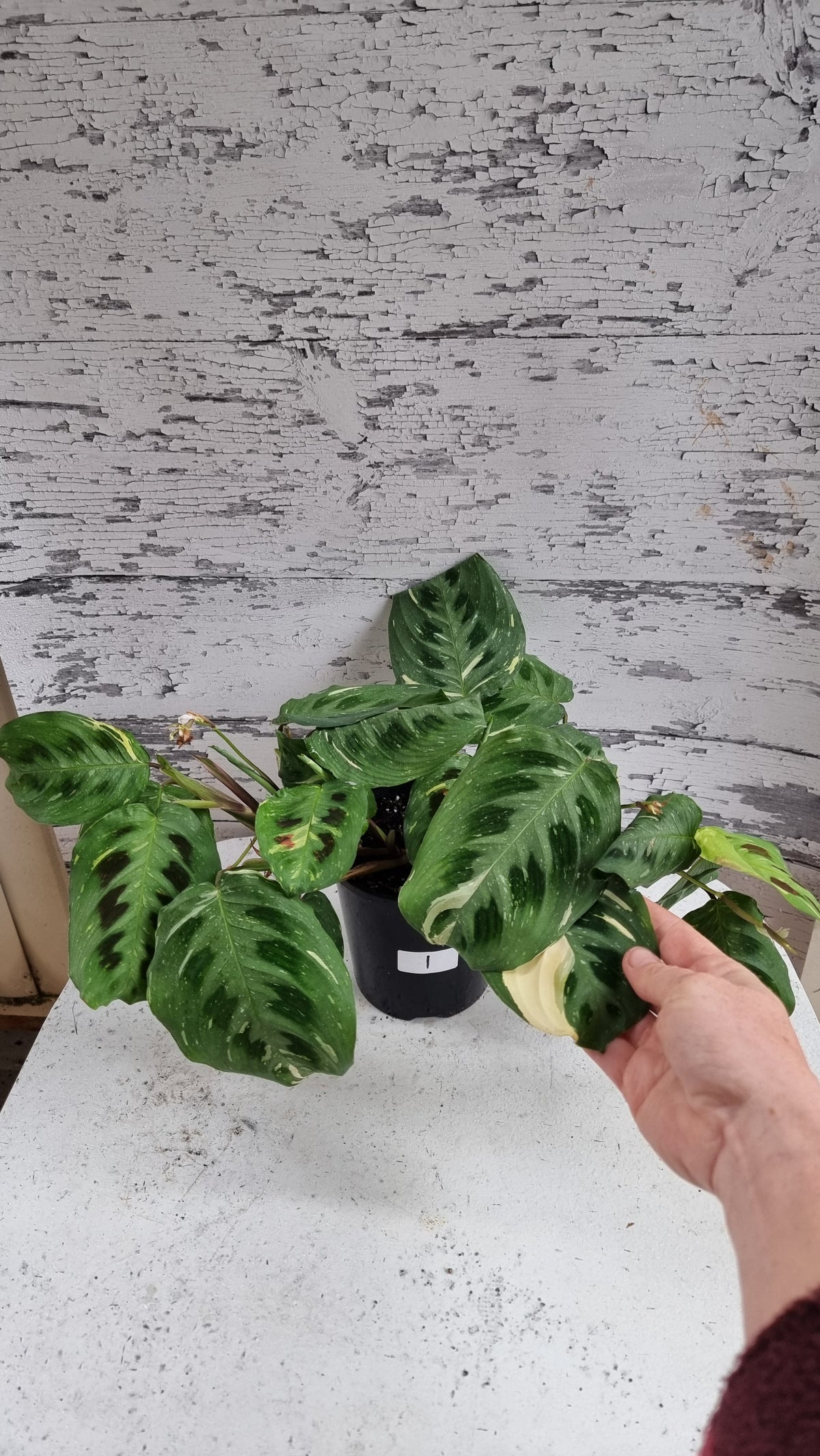 Maranta leuconeura “Kerchoveana” variegata - 杂色祈祷植物