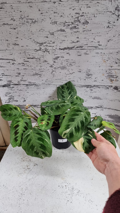 Maranta leuconeura “Kerchoveana” variegata - 杂色祈祷植物