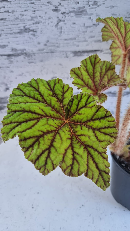 Begonia incarnata - Metallic Leaf Begonia