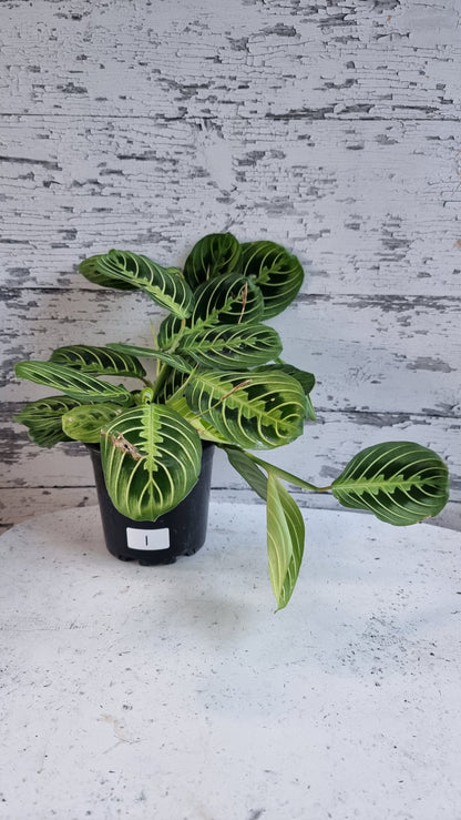 Maranta leuconeura 'Lemon Lime' - Prayer Plant