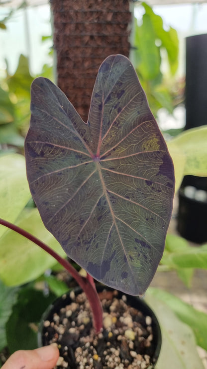 Colocasia esculenta 'Black Marble' - Taro Plant
