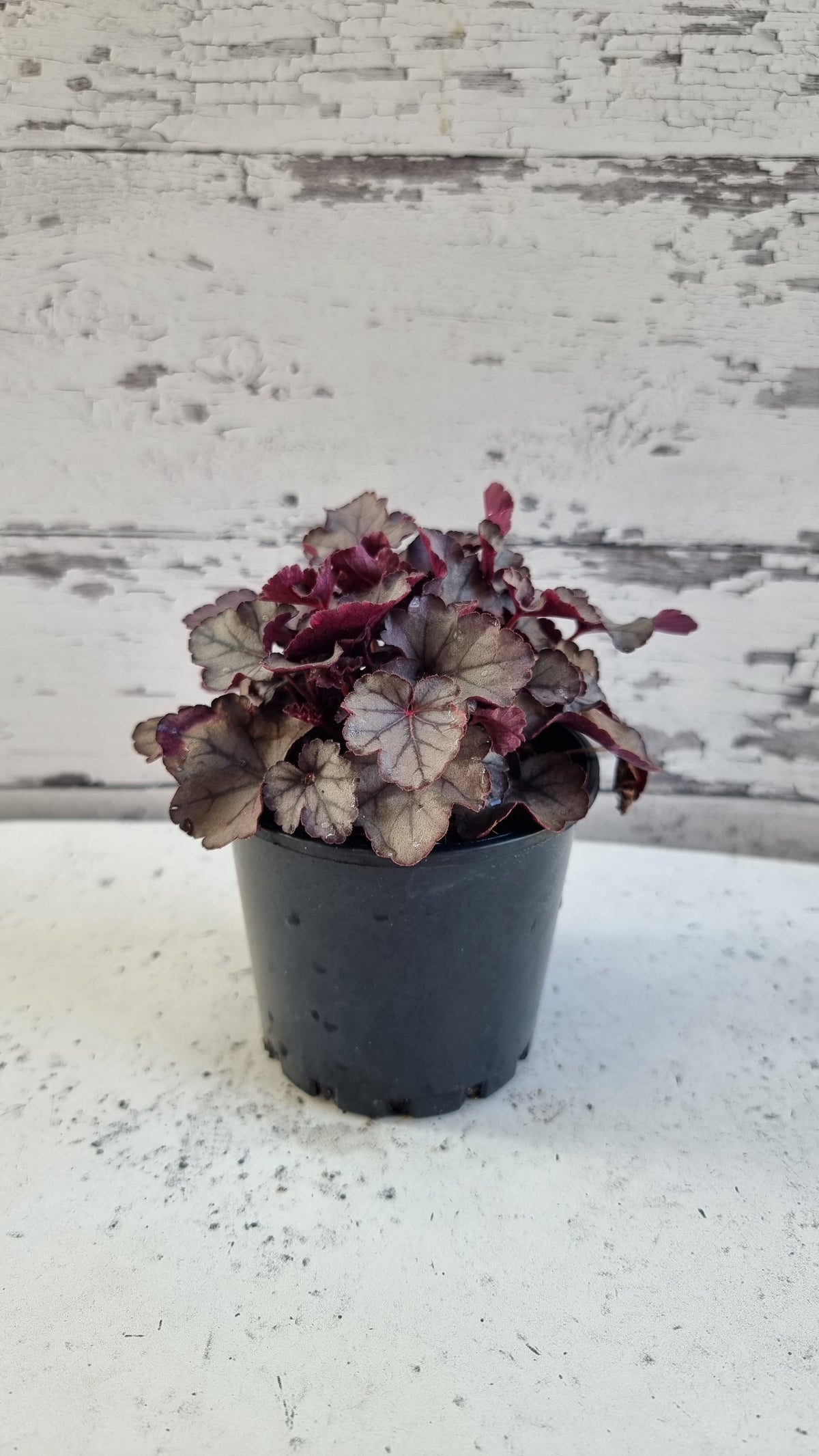 Heuchera 'Silver Jewel'