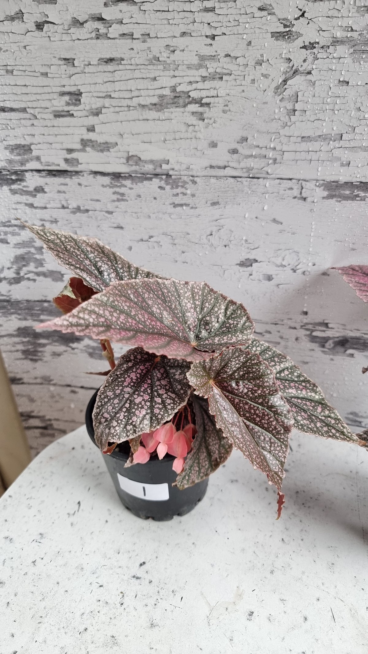 Begonia 'Maurice Amey' - Angel Wing Cane Begonia