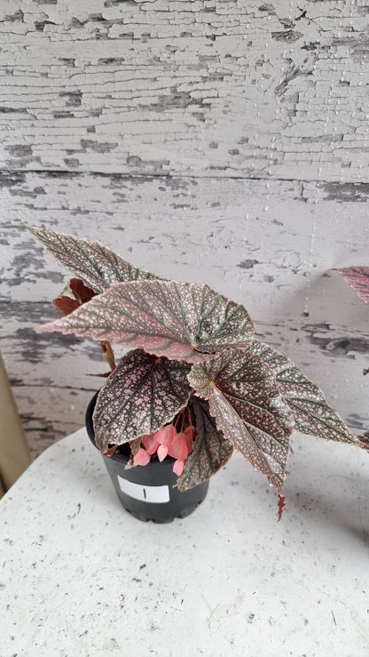 Begonia 'Maurice Amey' - Angel Wing Cane Begonia