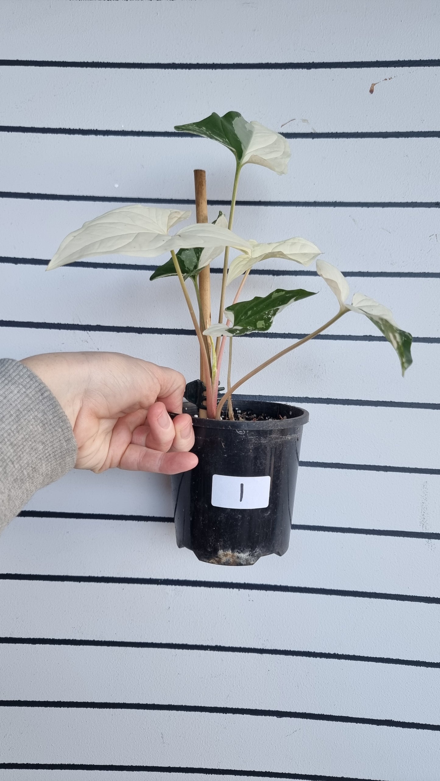 Syngonium podophyllum 'Fantasy' - Variegated Arrowhead Plant