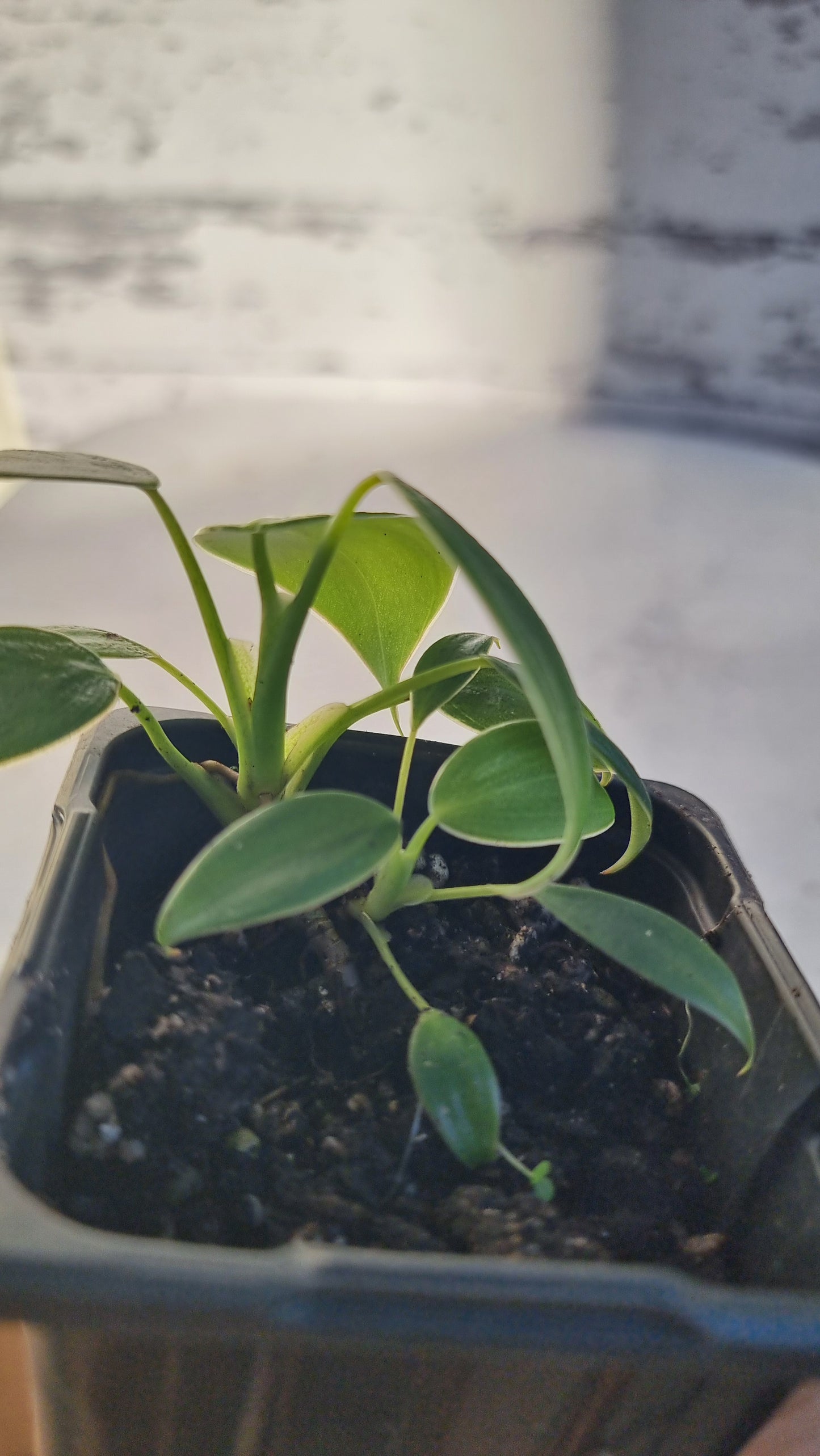 Philodendron rugosum - Pig Skin Plant