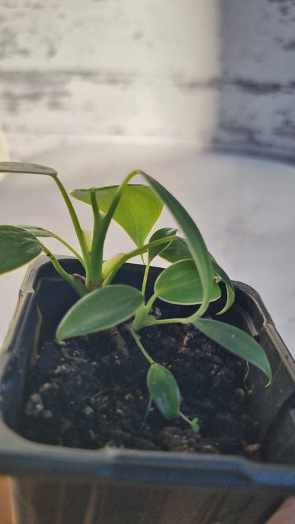 Philodendron rugosum - Pig Skin Plant