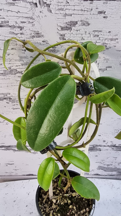 Hoya coronaria 'Red' - Wax Vine Plant