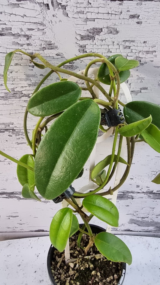 Hoya coronaria 'Red' - 蠟藤植物