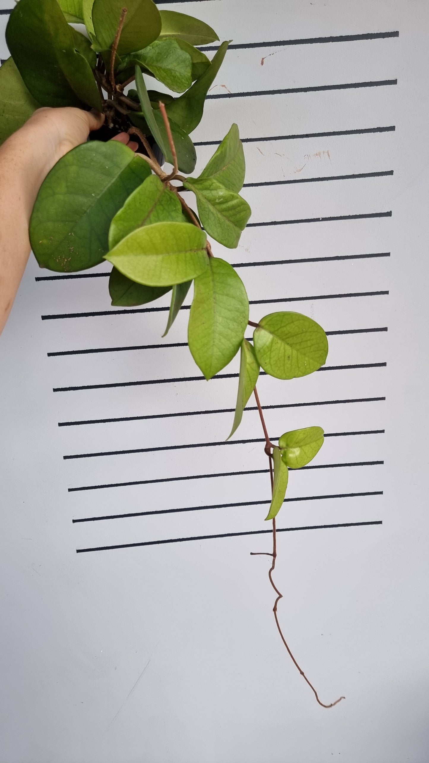 Hoya fungii - Wax Vine Plant