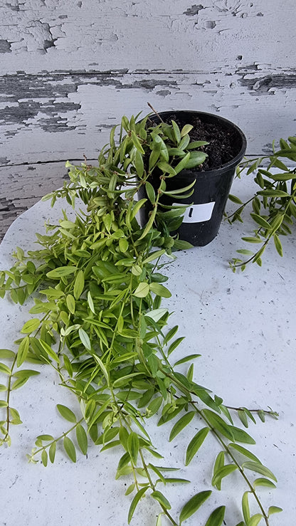 Aeschynanthus sp。杂色 - 口红厂