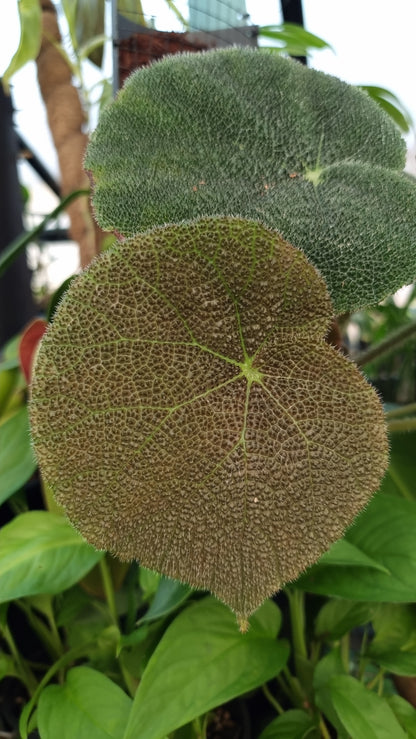 Begonia masoniana 'River'