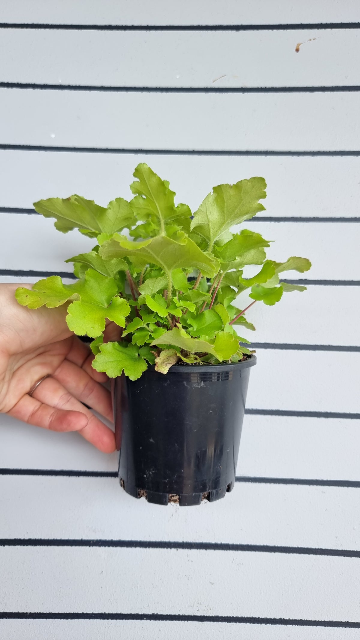 Heuchera '青檸果醬' - 珊瑚鐘