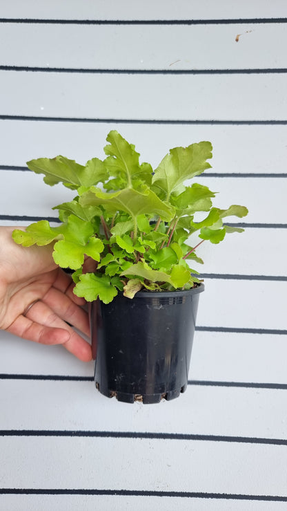 Heuchera '青檸果醬' - 珊瑚鐘
