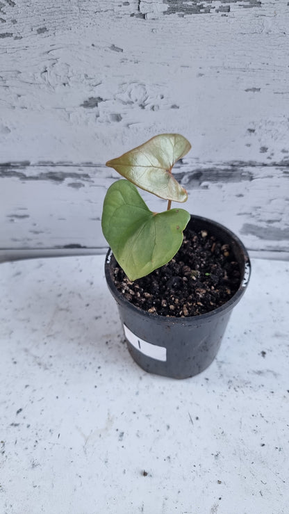 Anthurium berriozabalense