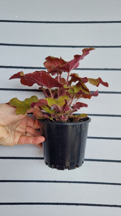 Heuchera 'Caramel' - Coral Bells