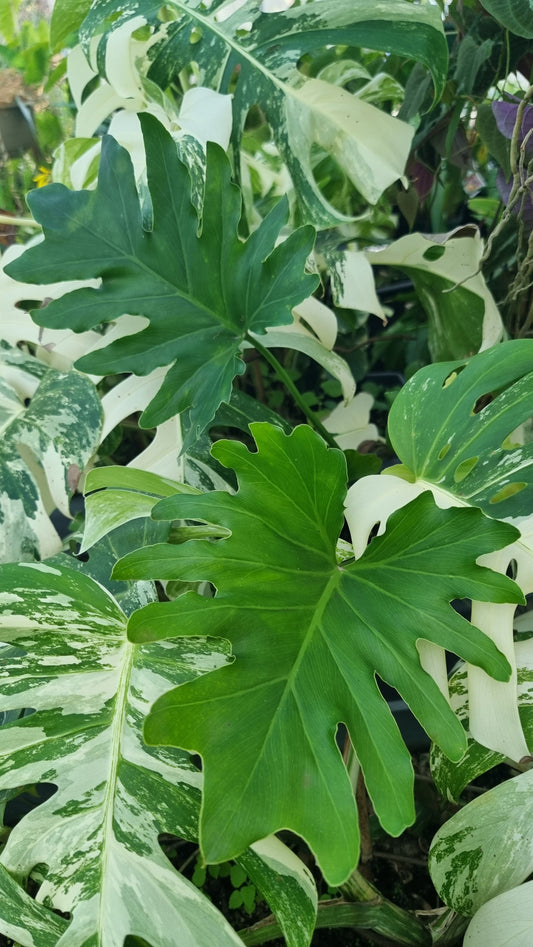 Thaumatophyllum (prev. Philodendron) bipinnatifidum ‘Hope’ - Tree Philodendron