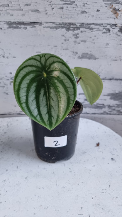 Peperomia argyreia - Watermelon Peperomia (Non-TC)